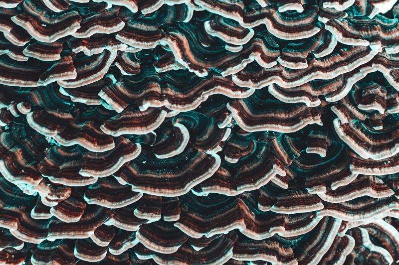 GrünOase Gartenservice - Image 4